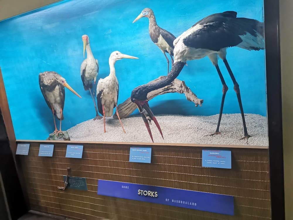 Zimbabwe Museum of Human Sciences