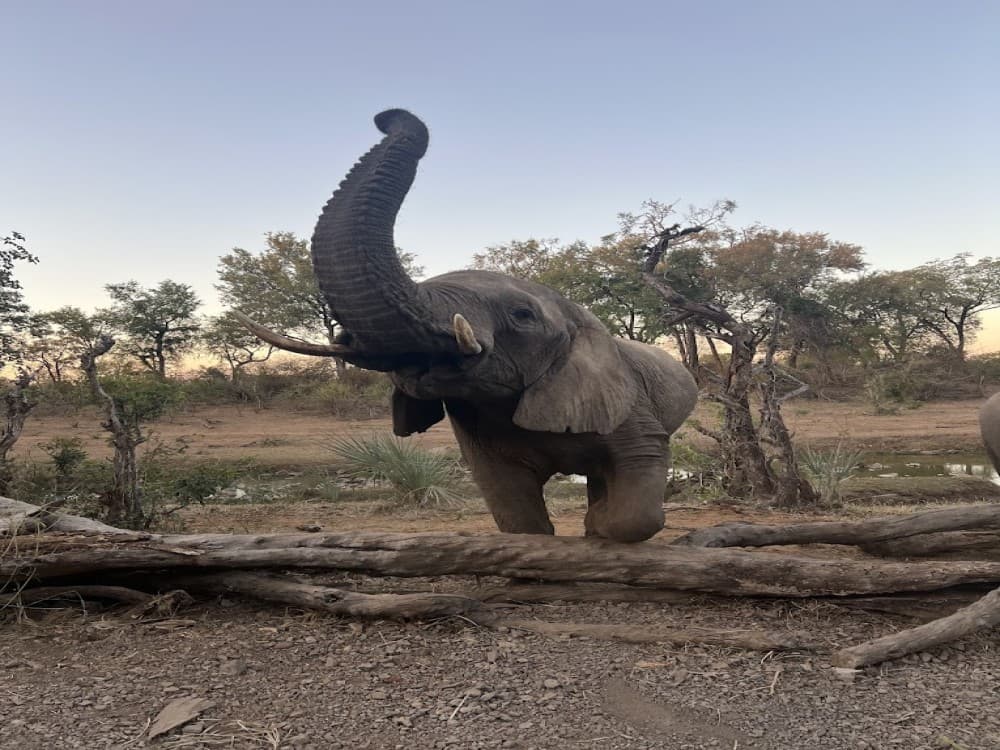 Wild Horizons Elephant Sanctuary