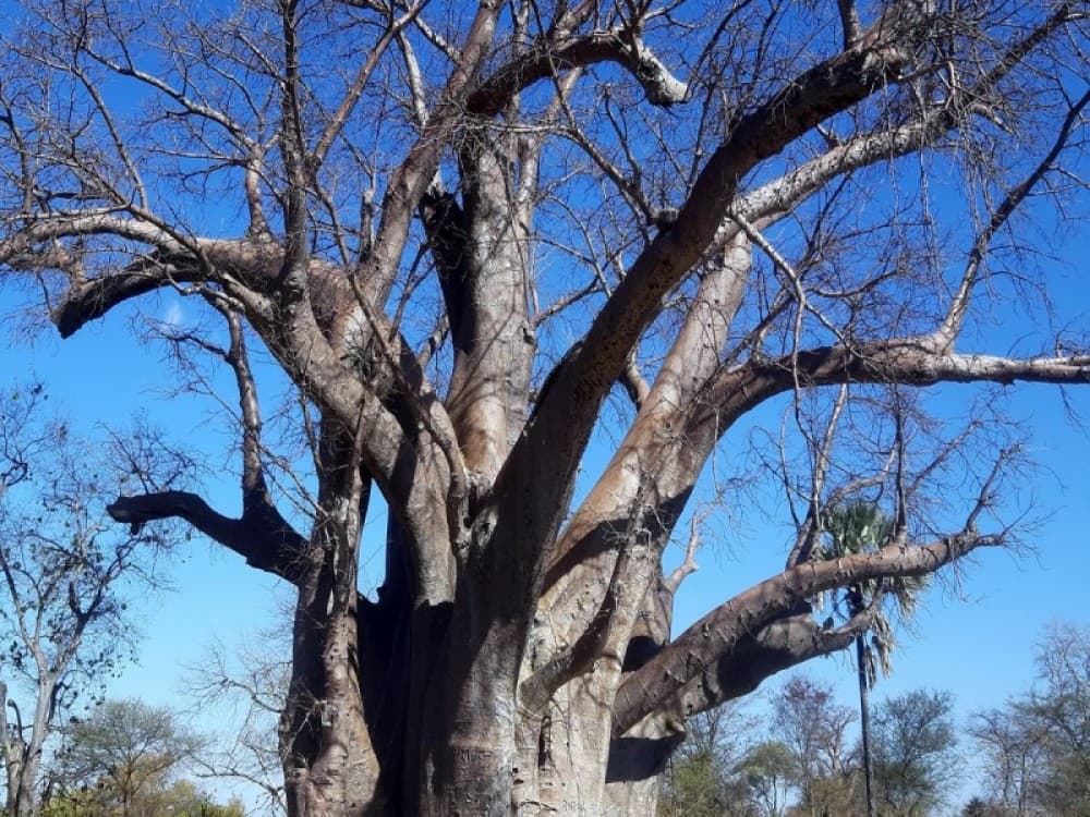 Victoria Falls: The Big Tree | ®ExcursionMania