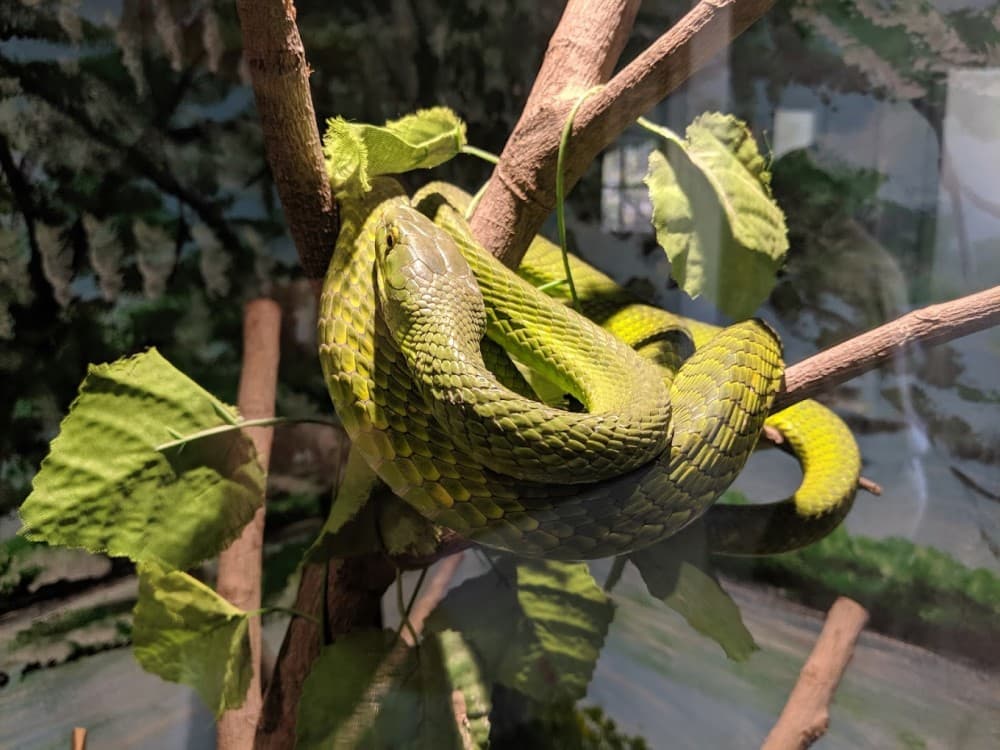 Victoria Falls Crocodile Park