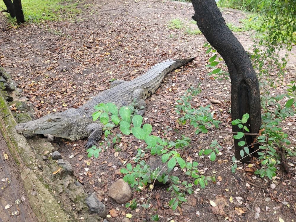Victoria Falls Crocodile Park