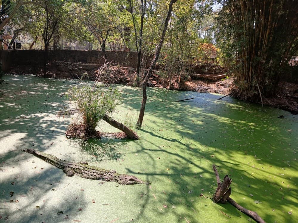 Victoria Falls Crocodile Park