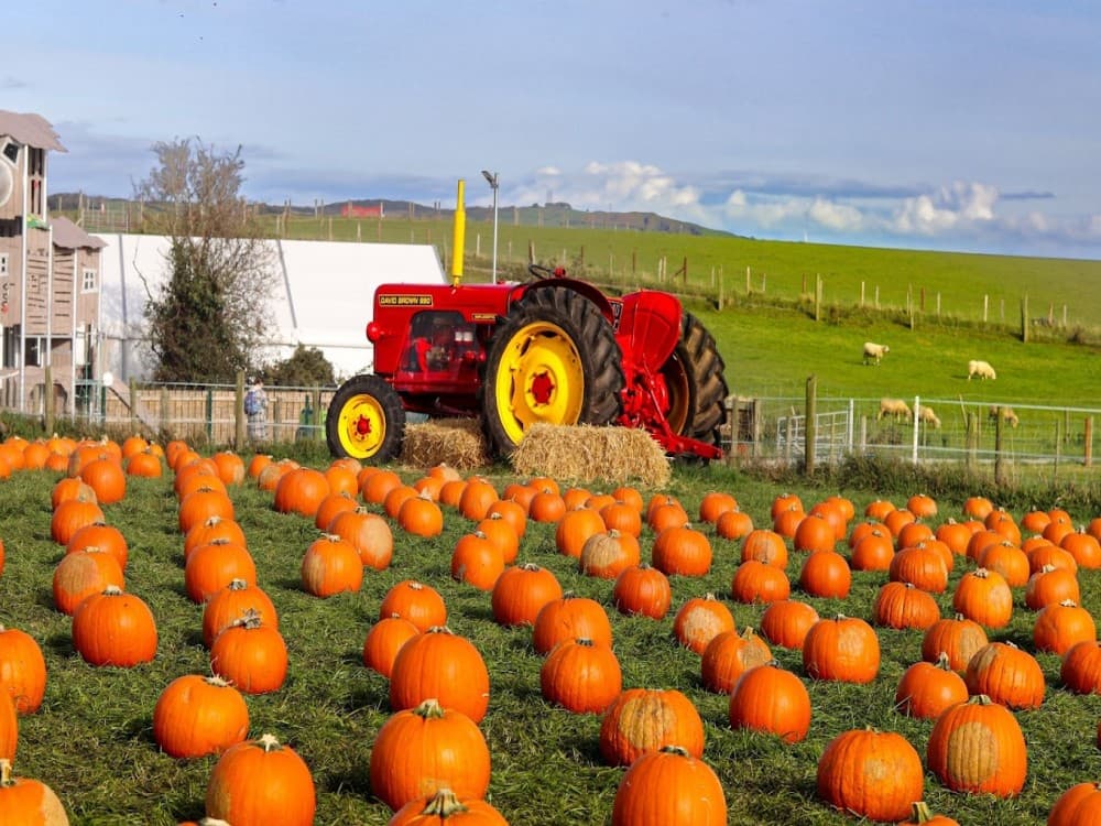 Belfast: Streamvale Farm | ®ExcursionMania