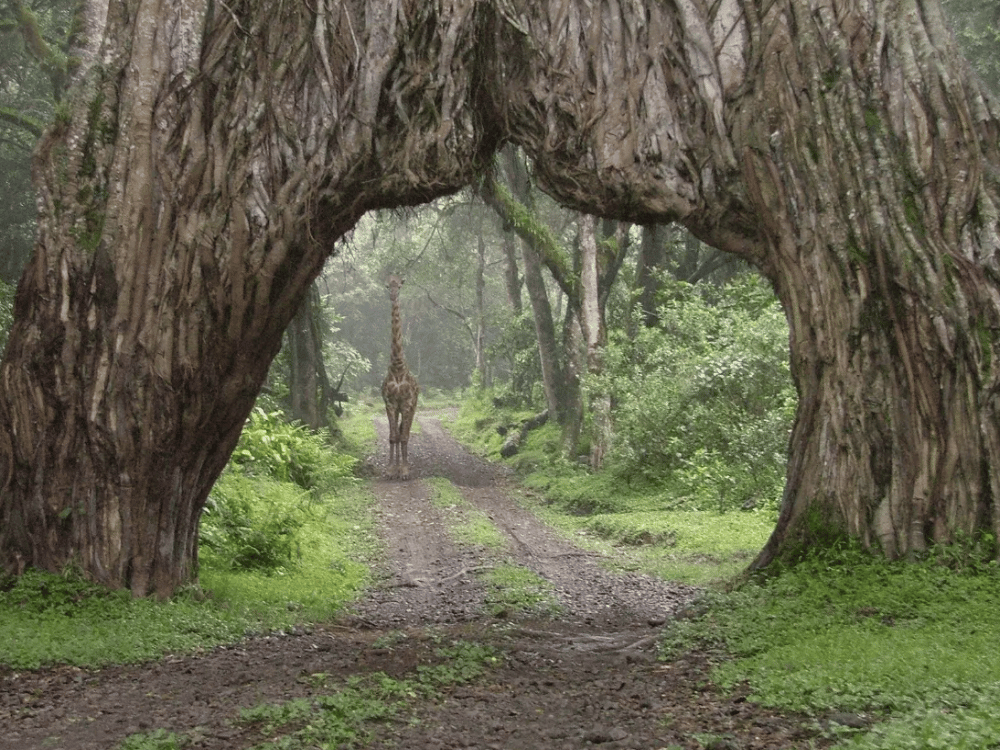 Arusha: How Many Days Should I Spend in Arusha? | ®ExcursionMania