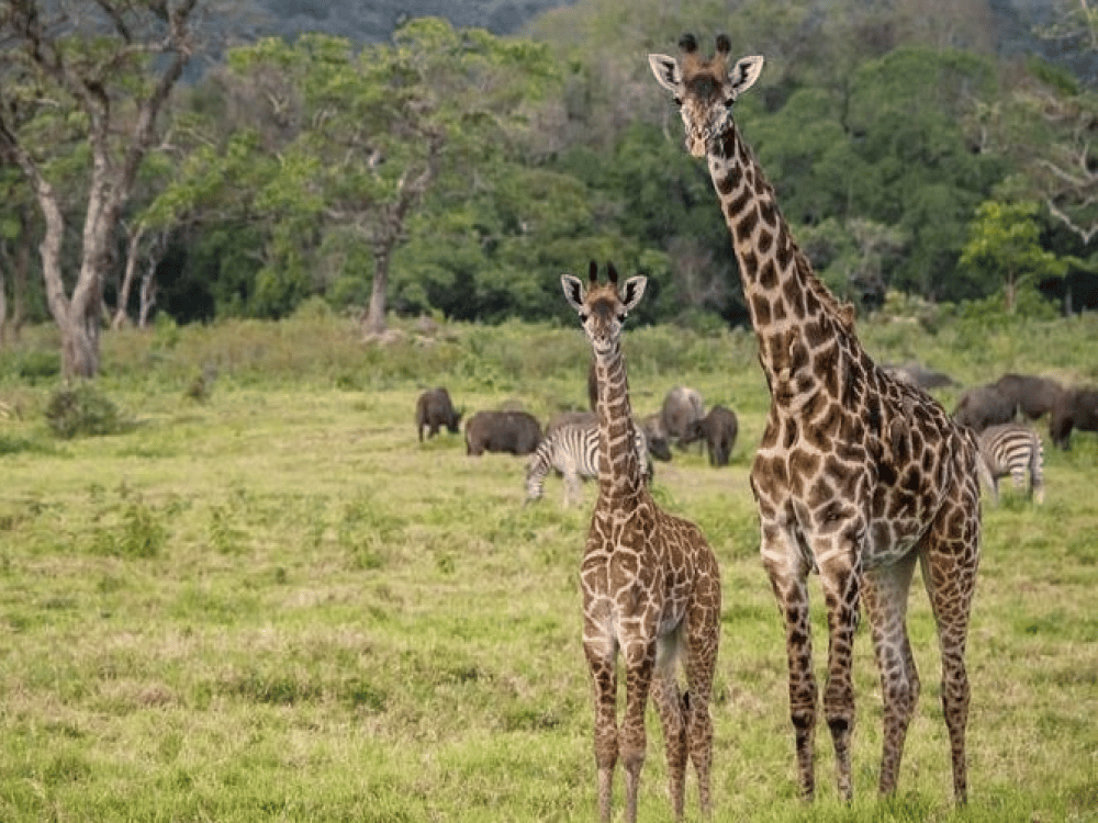 What Is the Best Time to Visit Arusha?