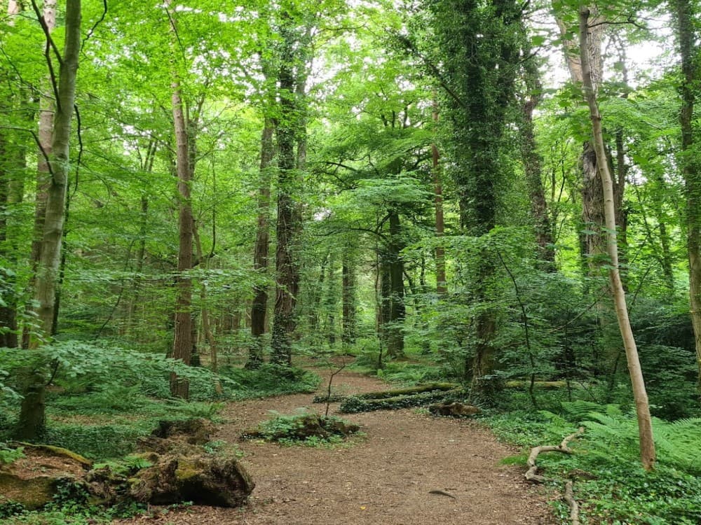 Belvoir Park Forest