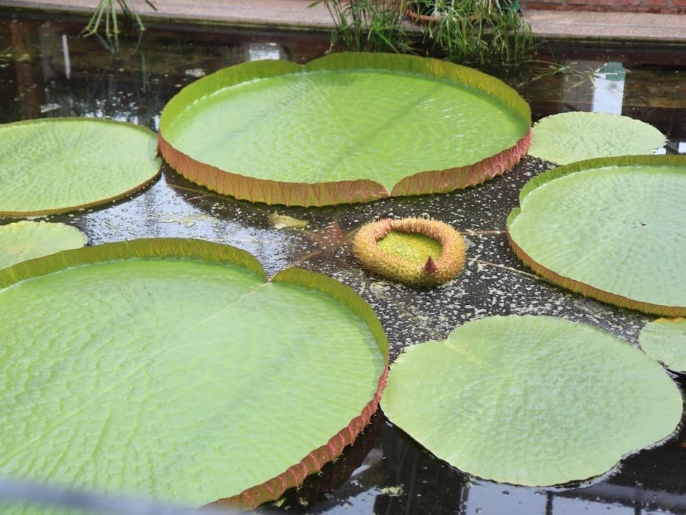 The Tropical Ravine House