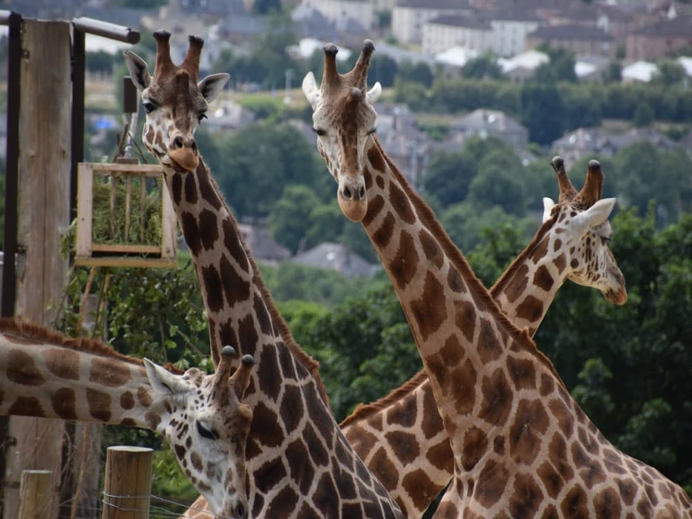 Edinburgh: Edinburgh Zoo | ®ExcursionMania