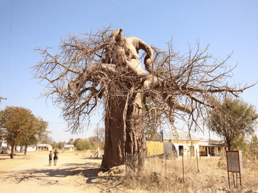 What to Do in Kasane?