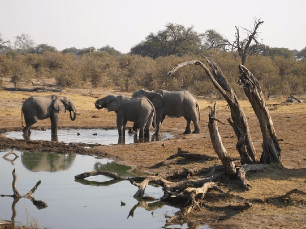 What Month Is Best for Safari in Botswana?