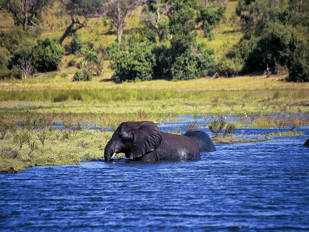 Kasane: What Month Is Best for Safari in Botswana? | ®ExcursionMania