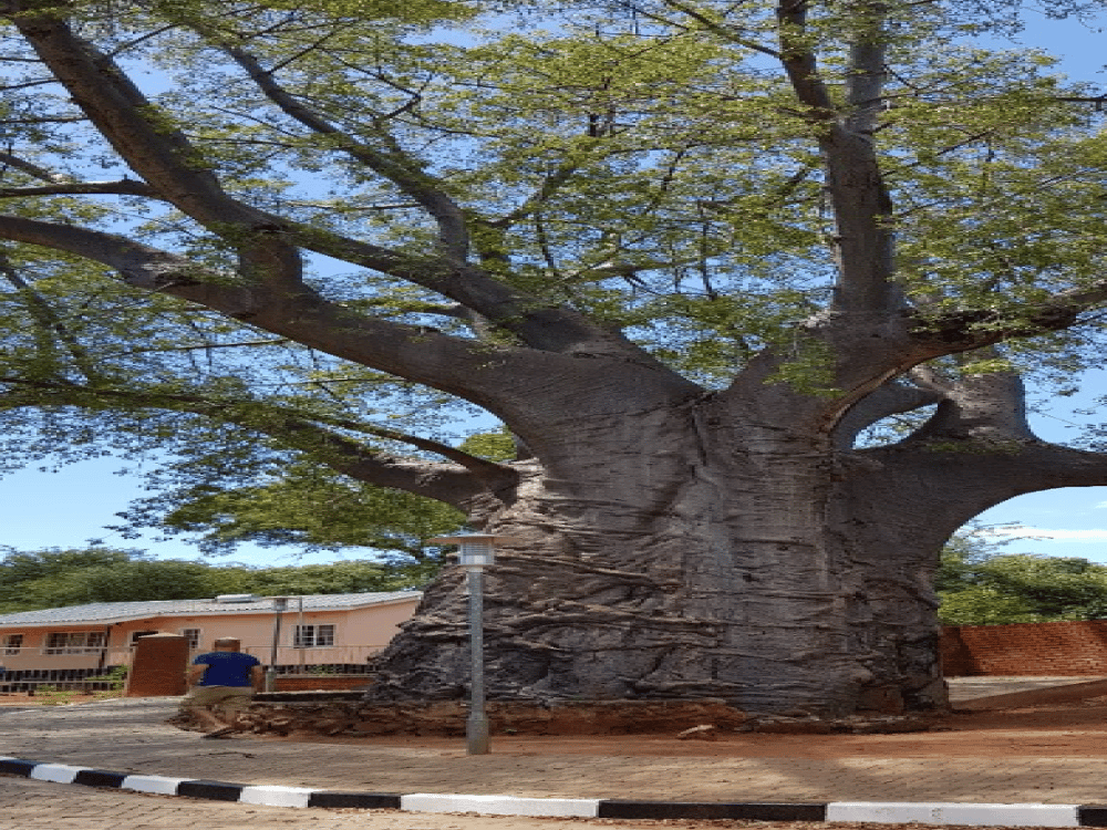 What Month Is Best for Safari in Botswana?