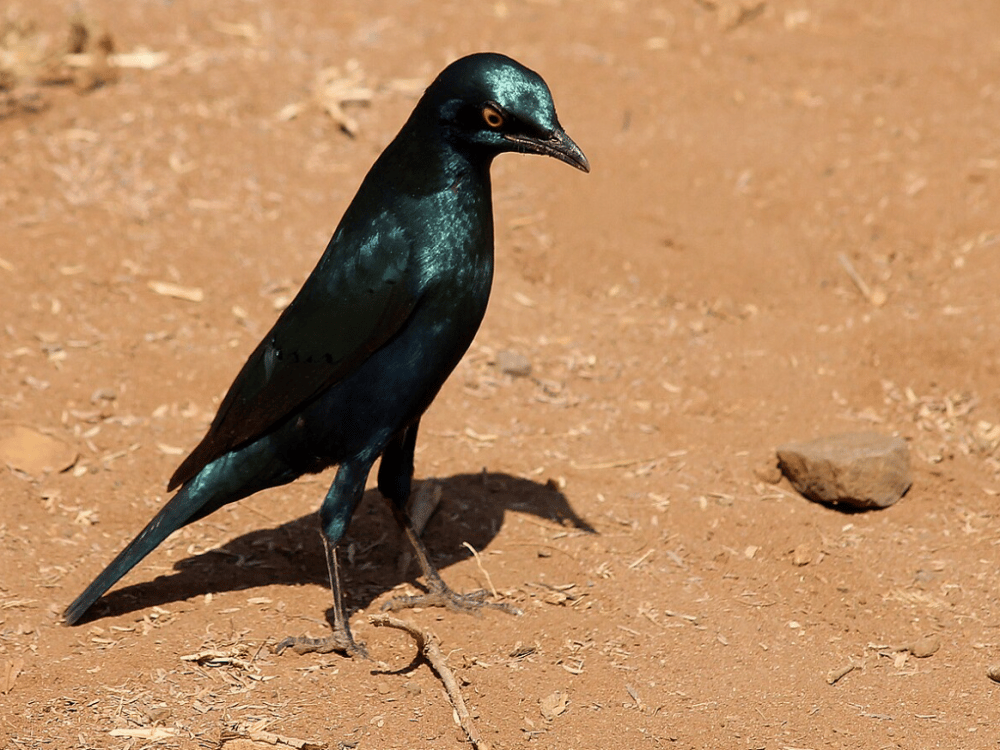 What Month Is Best for Safari in Botswana?