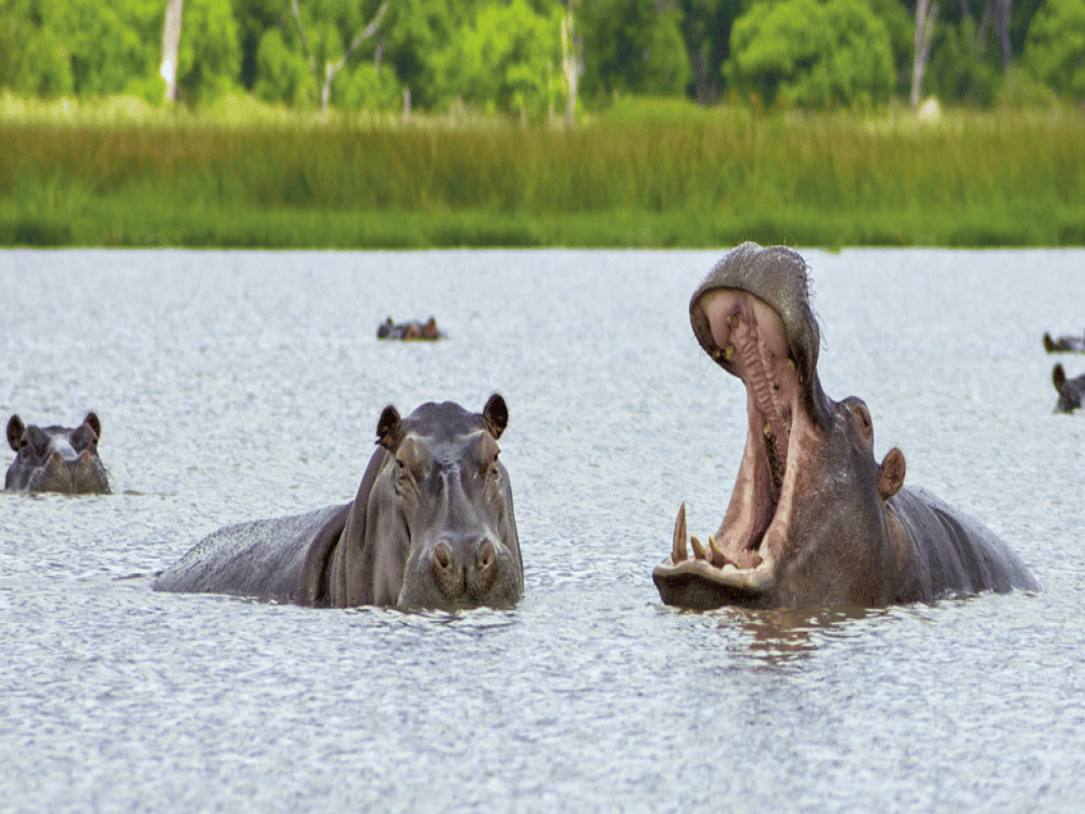 Kasane: What Food Is Botswana Famous For? | ®ExcursionMania