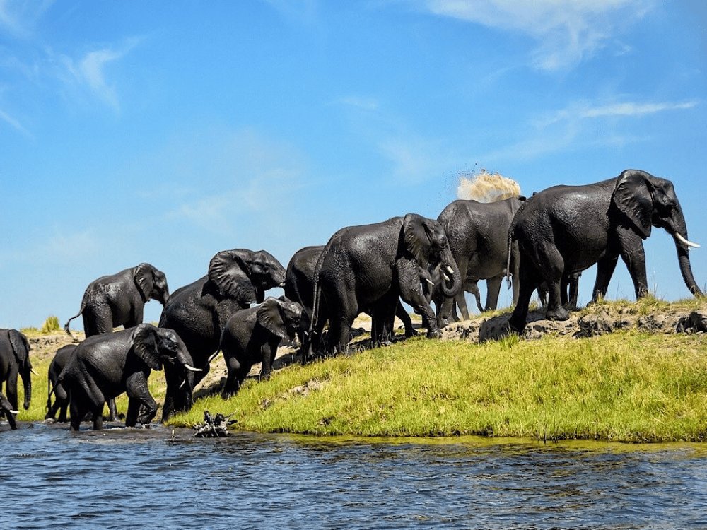 What Food Is Botswana Famous For?