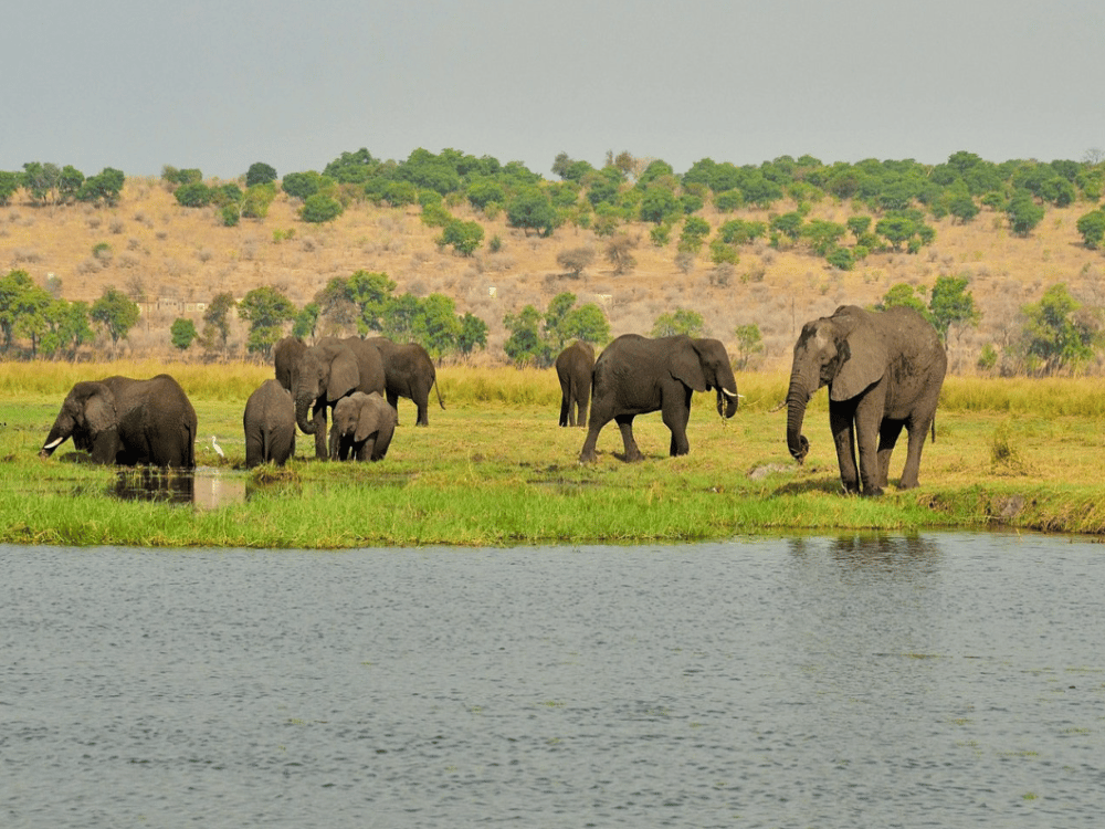 What Food Is Botswana Famous For?