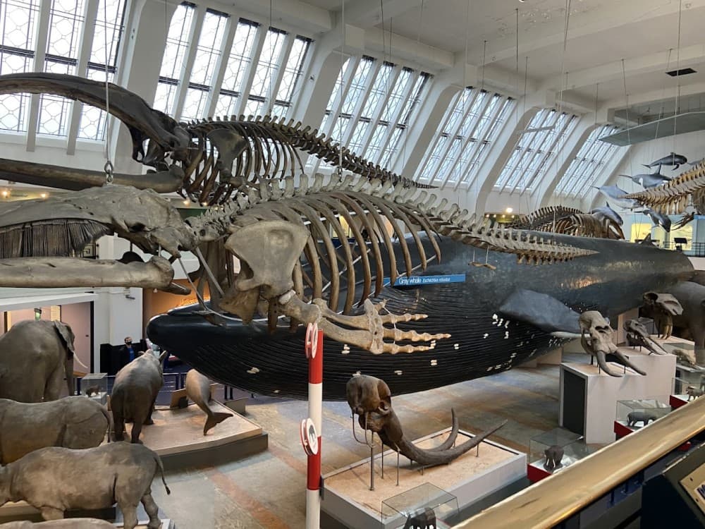 Natural History Museum