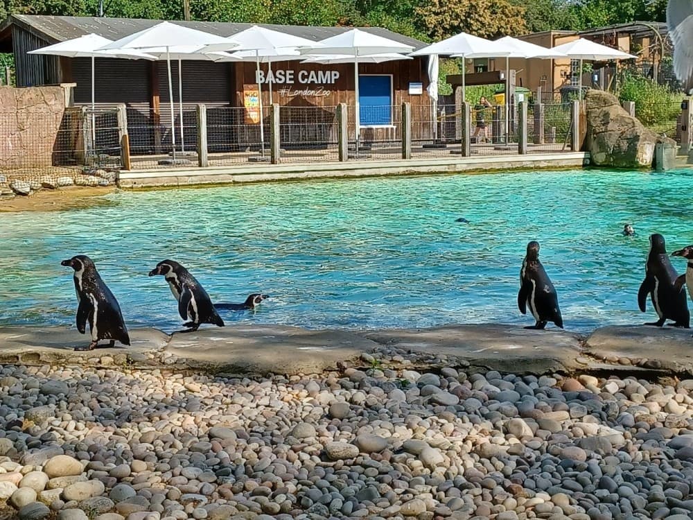 London Zoo