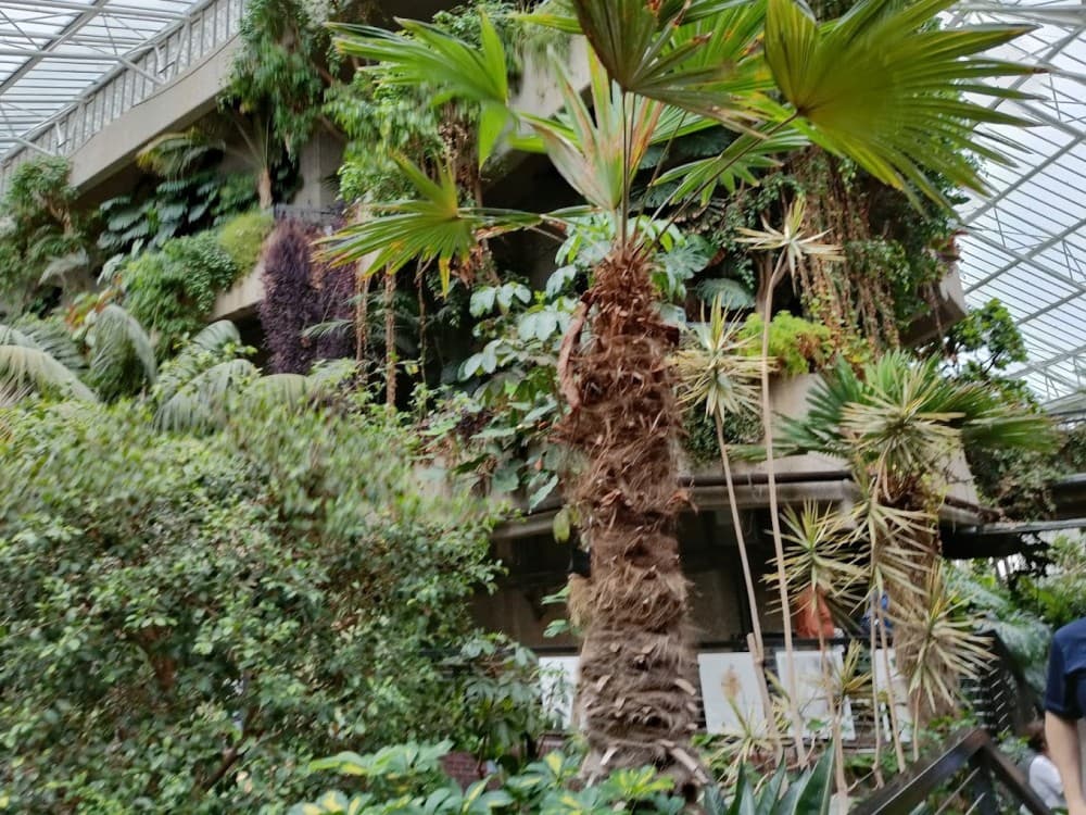 Barbican Conservatory