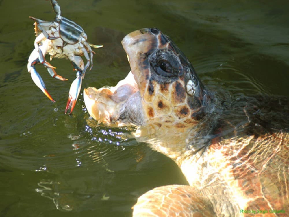 Can you see turtles in Marmaris?