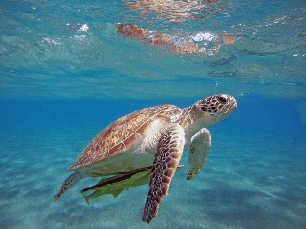 Can you see turtles in Marmaris?