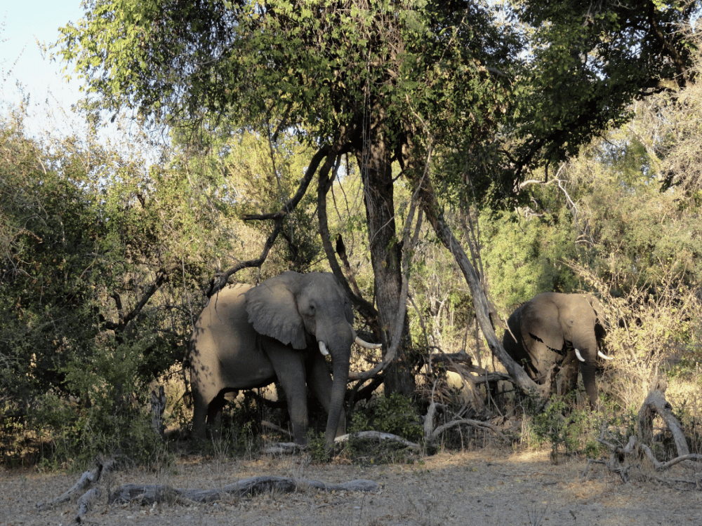 What is the Main Tourist Attraction Found in Livingstone?