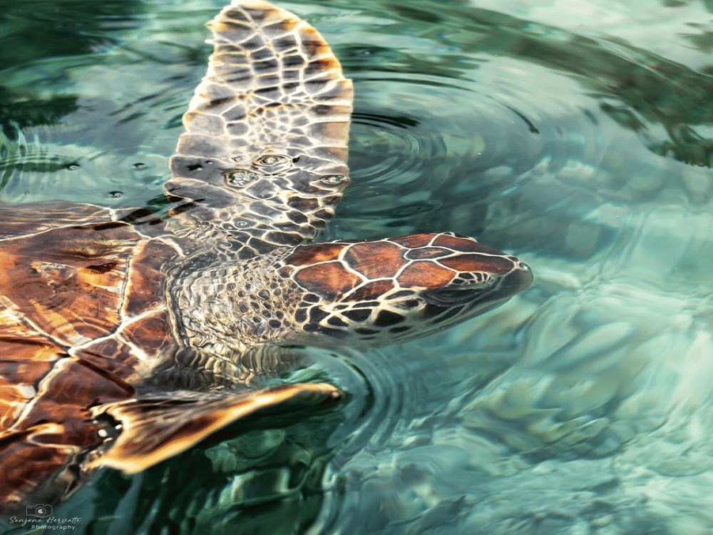 What Not to Miss in Zanzibar?