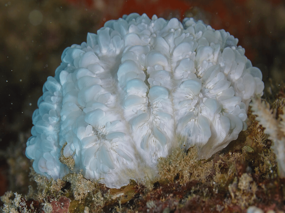 What Not to Miss in Zanzibar?