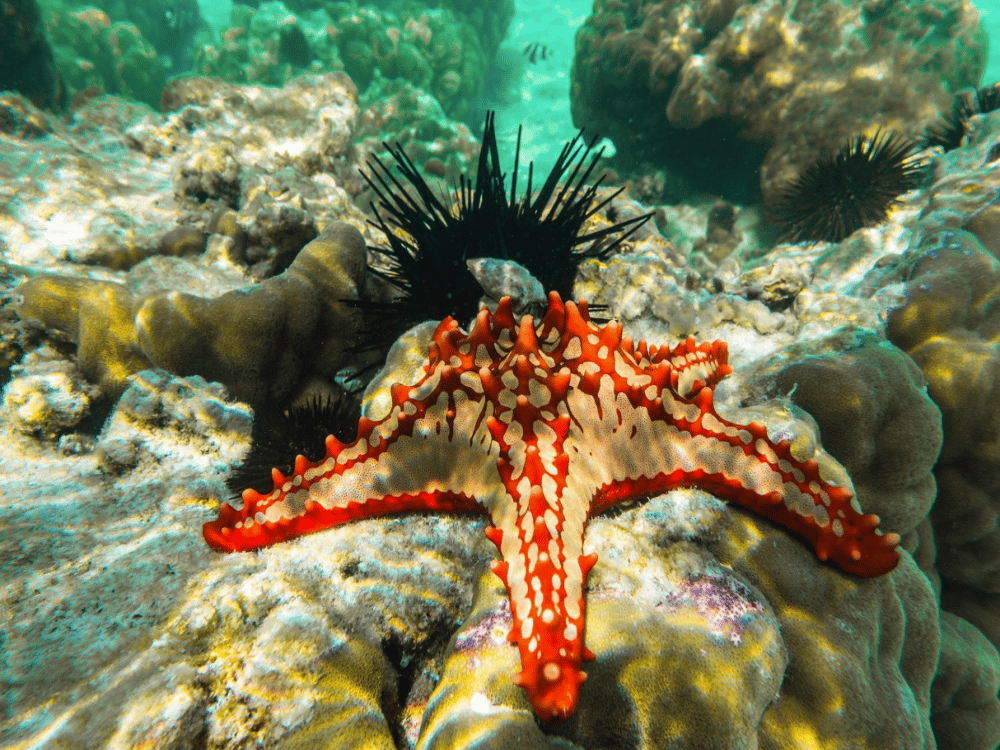 What Not to Miss in Zanzibar?