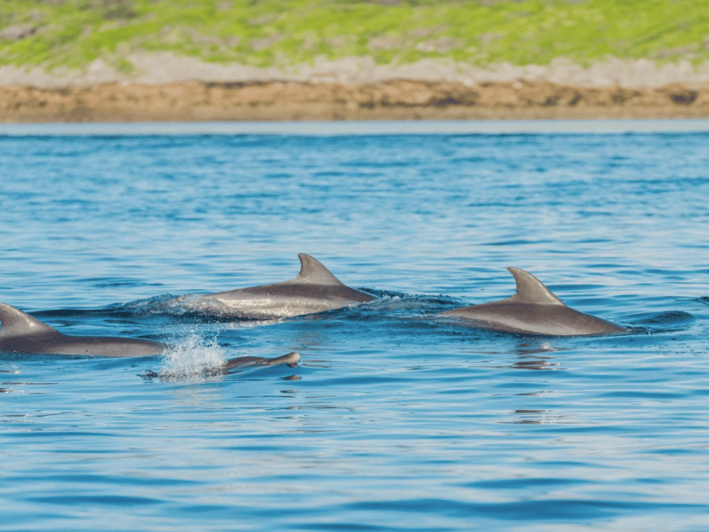 Zanzibar: What Activities Can Be Done in Zanzibar? | ®ExcursionMania