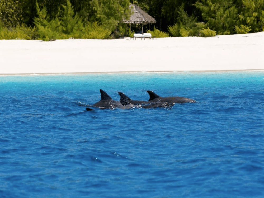 What Activities Can Be Done in Zanzibar?