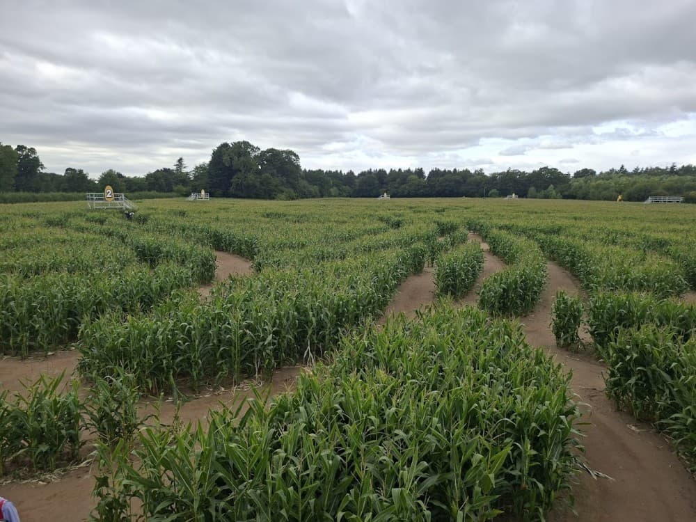York Maze