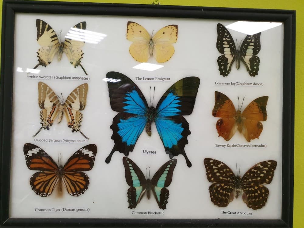 Varna: Butterfly House | ®ExcursionMania