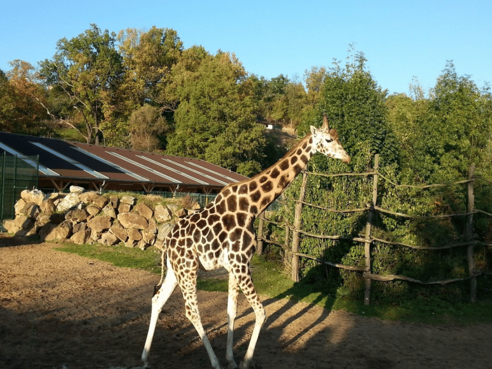Zoo Plzen