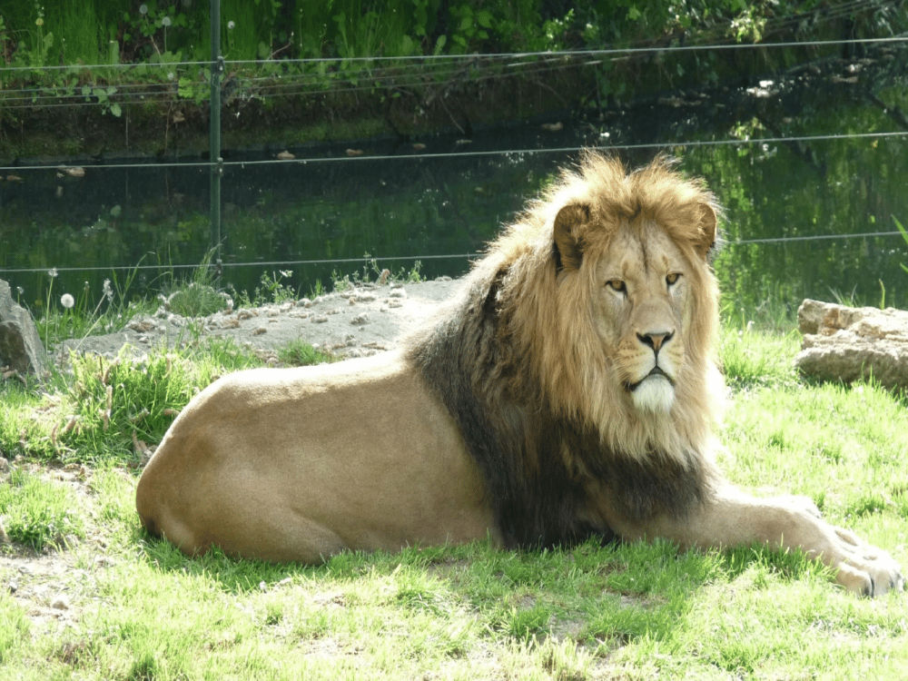 Pilsen: Zoo Plzen | ®ExcursionMania