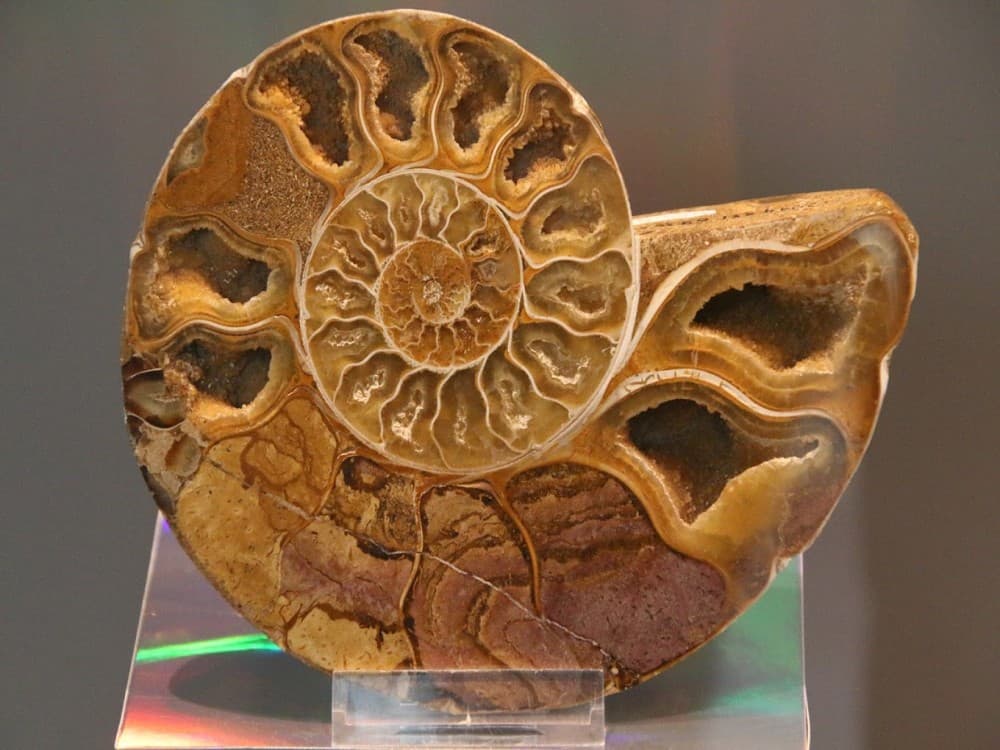 Paleontological Museum Munich