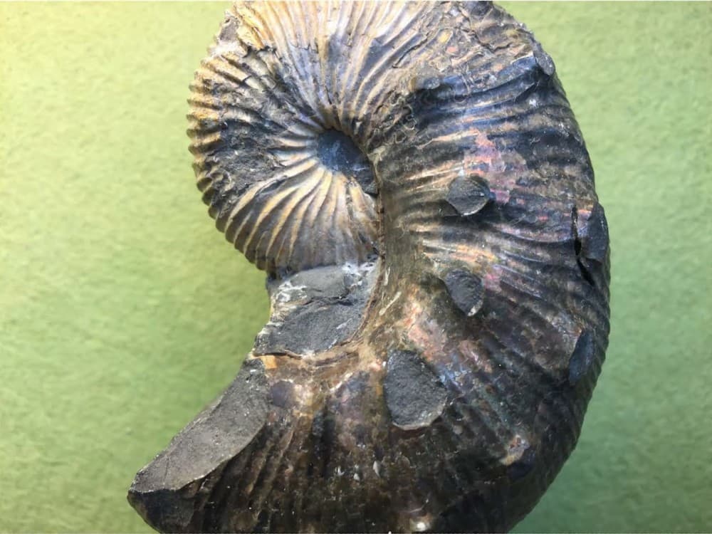 Paleontological Museum Munich