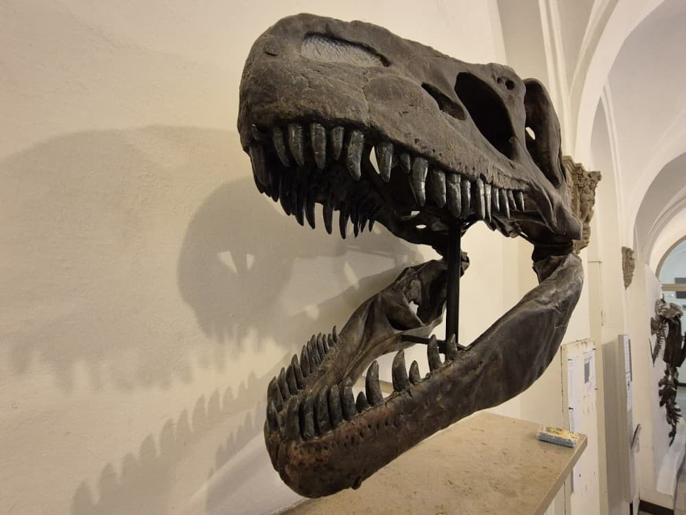 Paleontological Museum Munich