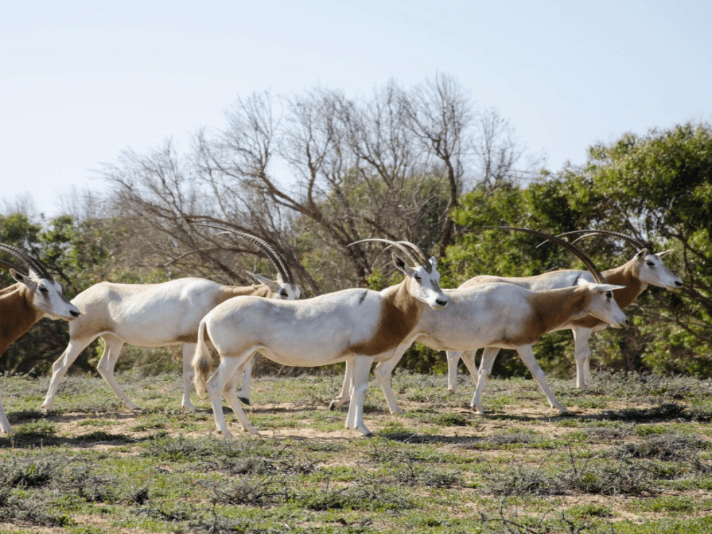 What Are the Best Day Trips from Agadir?