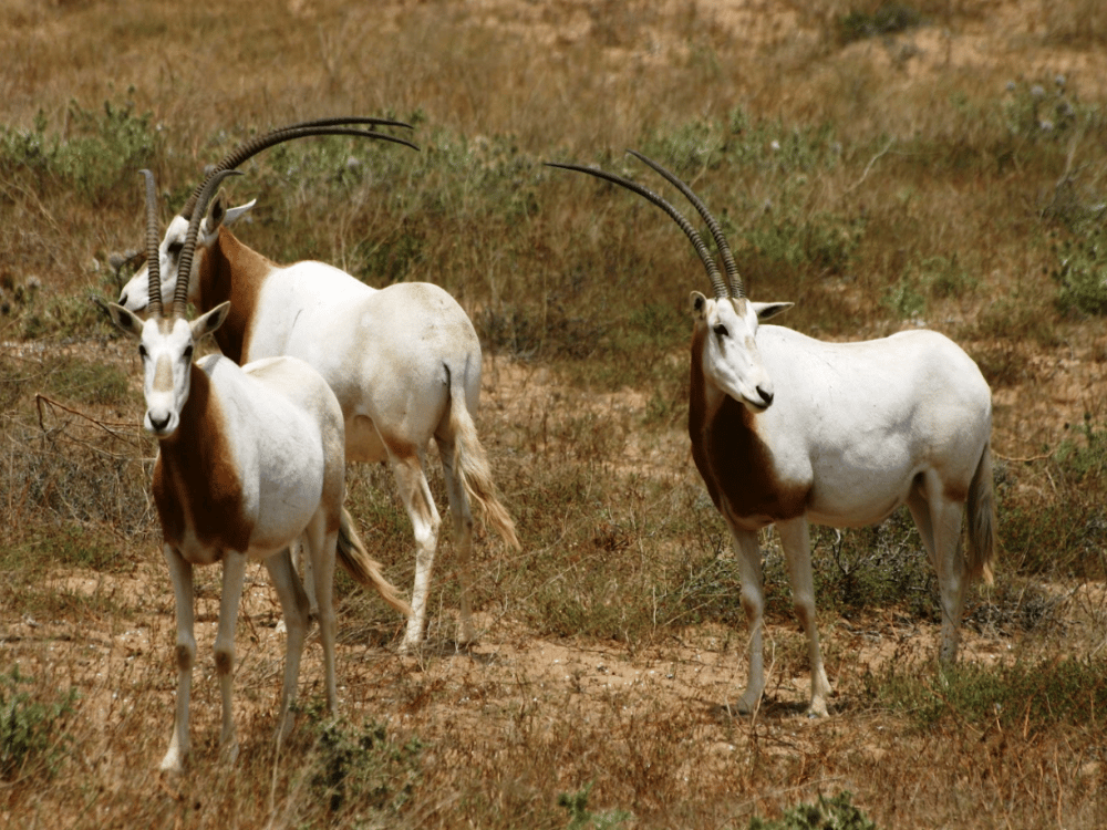 What Are the Best Day Trips from Agadir?