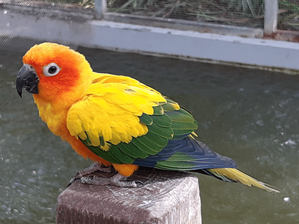 Gyeongju Bird Park