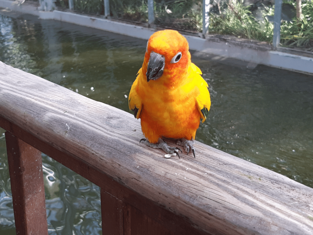 Gyeongju: Gyeongju Bird Park | ®ExcursionMania