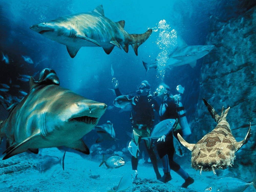 SEALIFE Busan Aquarium