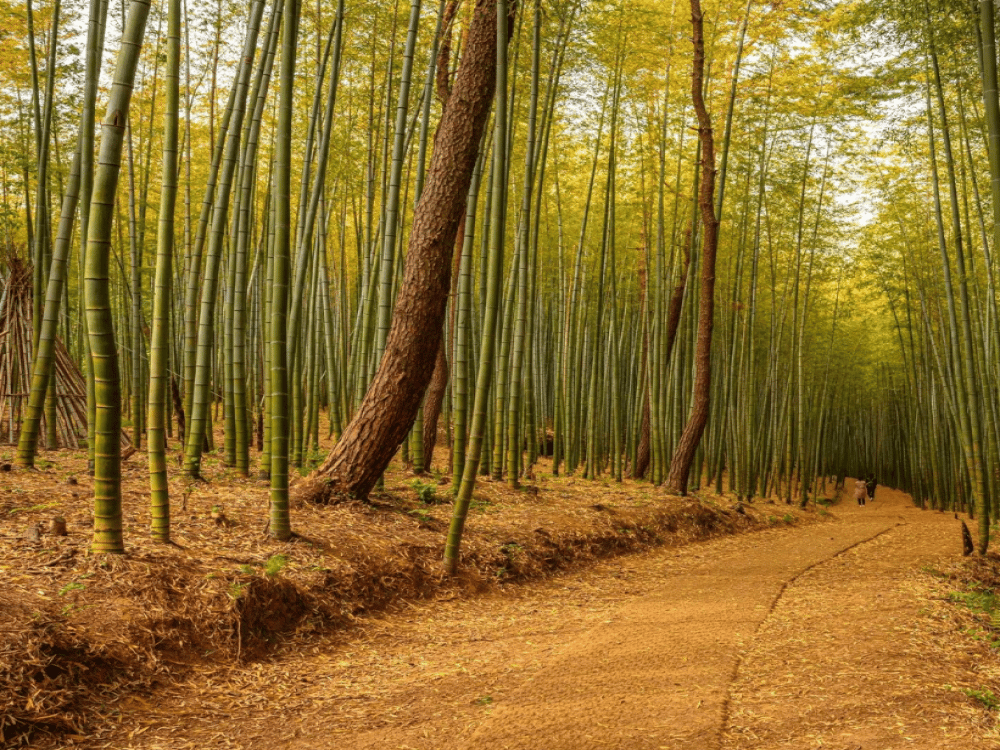 Busan: Ahopsan Forest | ®ExcursionMania