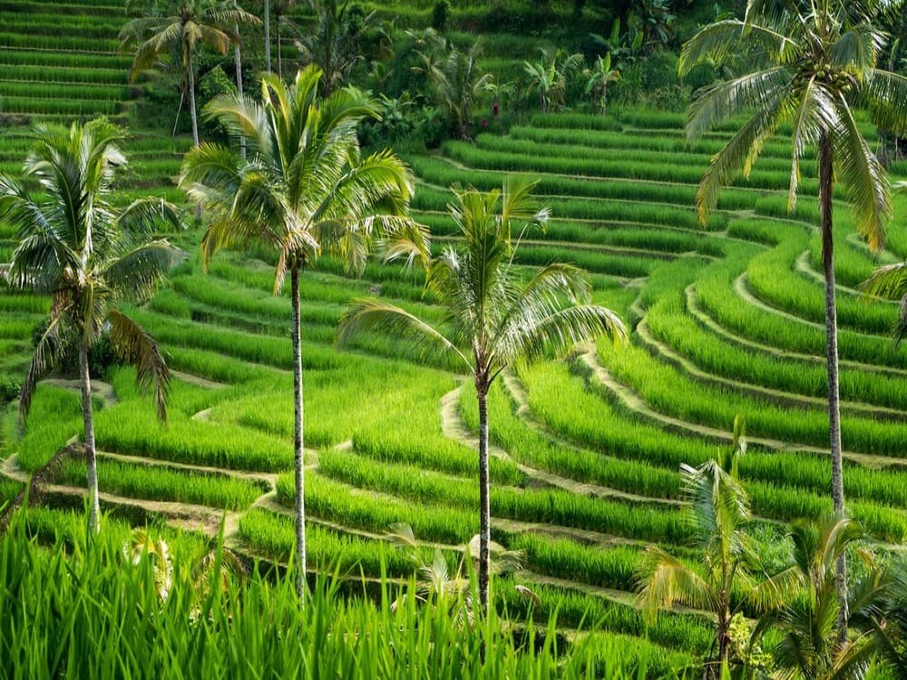 Rice Terraces