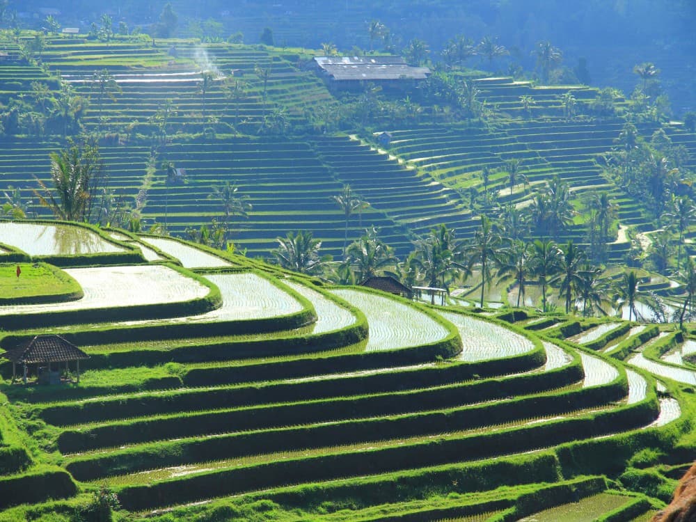 Rice Terraces