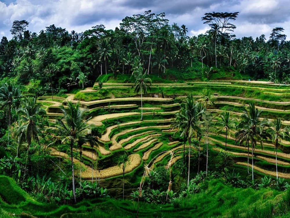Rice Terraces