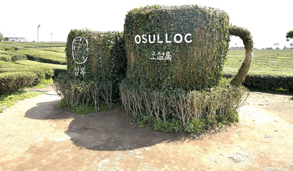 Jeju: Osulloc Tea Museum | ®ExcursionMania