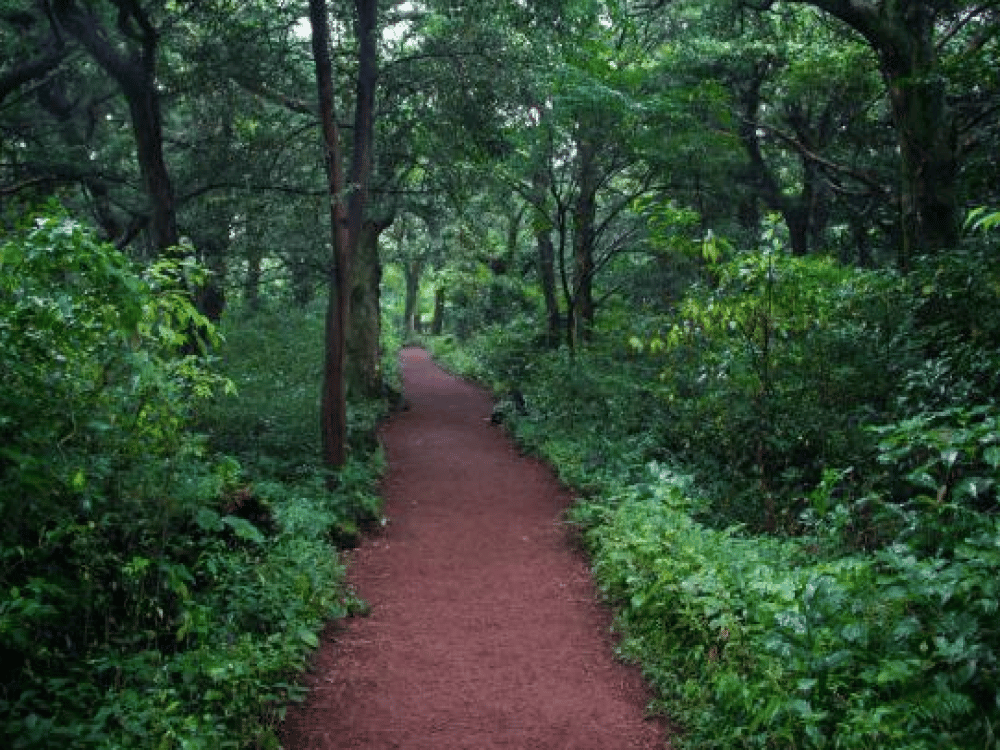 Jeju: Bijarim Forest | ®ExcursionMania
