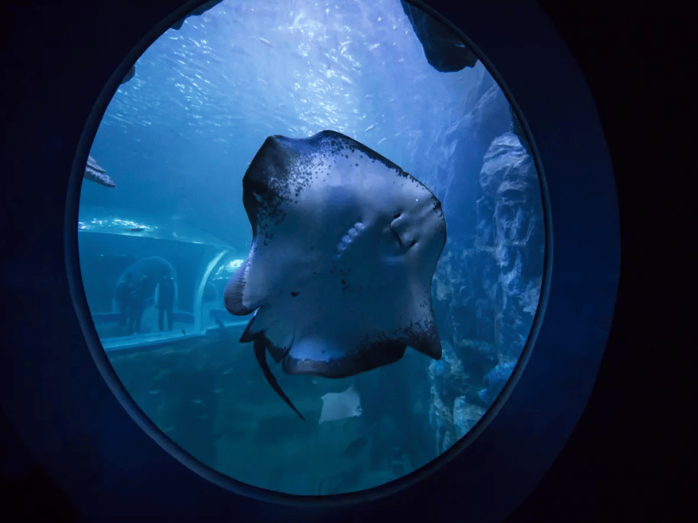 Jeju: Aqua Planet Jeju | ®ExcursionMania